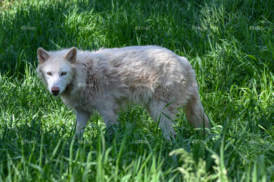article wolf standing in a field