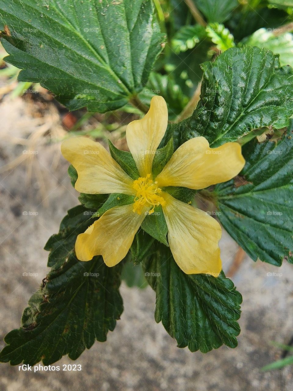 yellow Pentagon flowaz