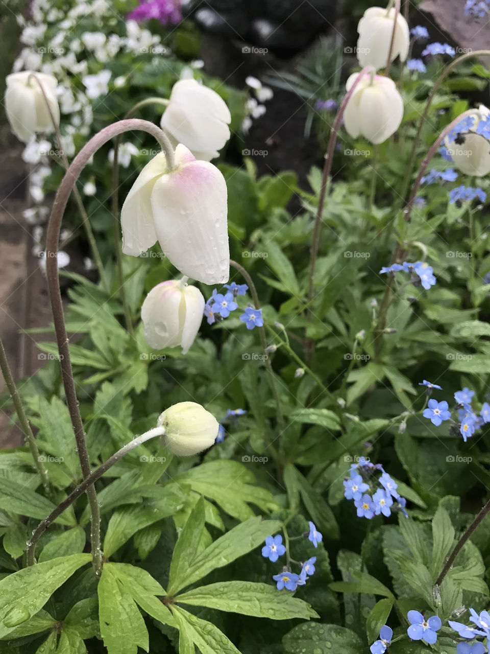 Spring flowers blossom in the garden