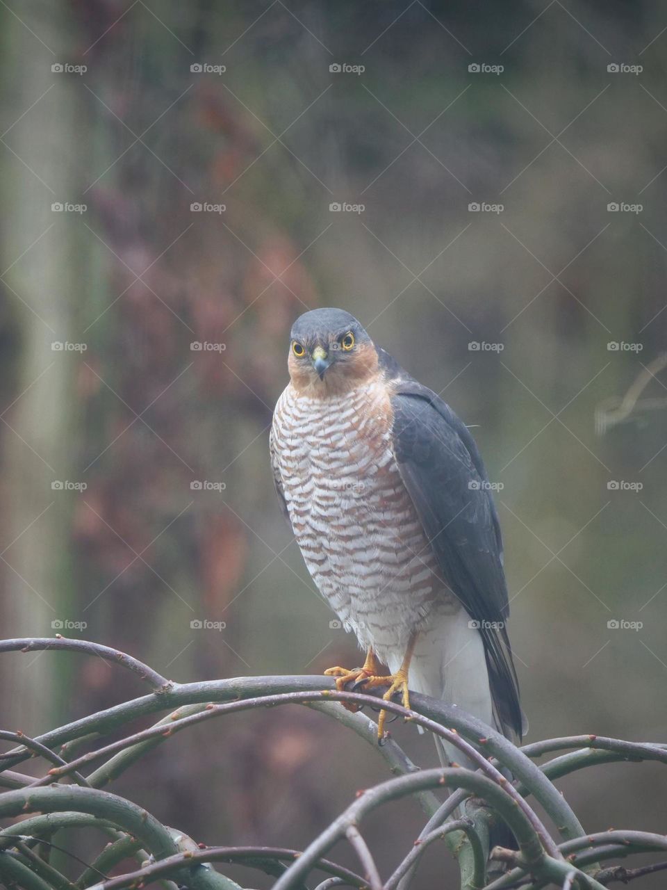 Eurasian sparrowhawk