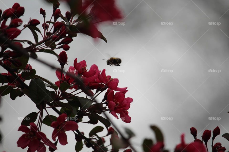 spring blooming tree