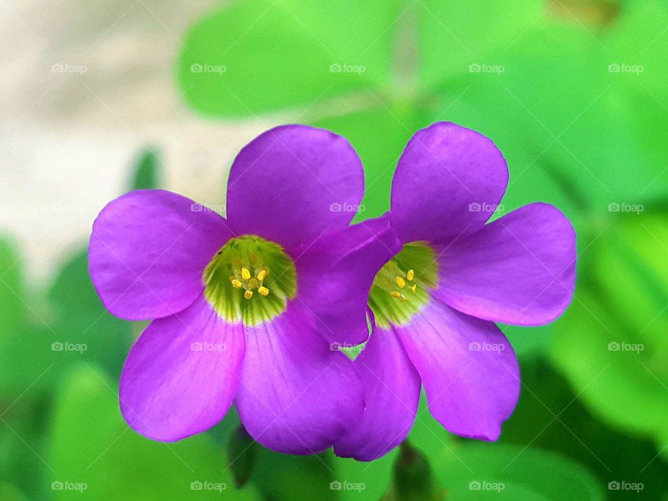 Trifolium sp. - Flower