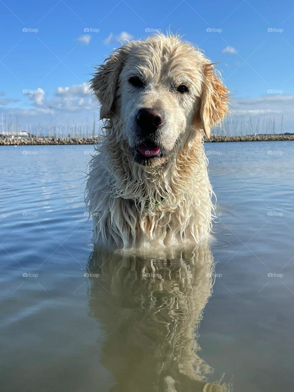 Golden retriever dog in the sea