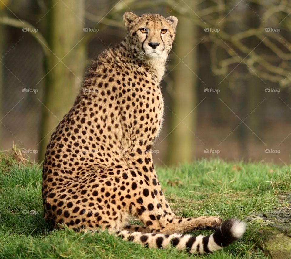 Cheetah