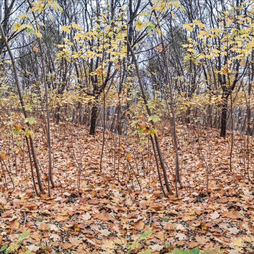 Autumn Forest with Fallen Leaves