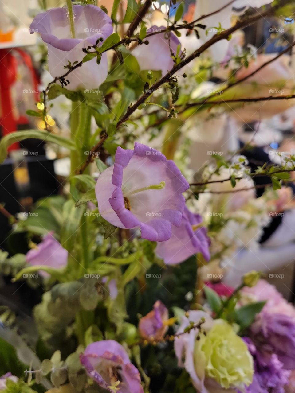 lavender white Canterbury Bell flowers