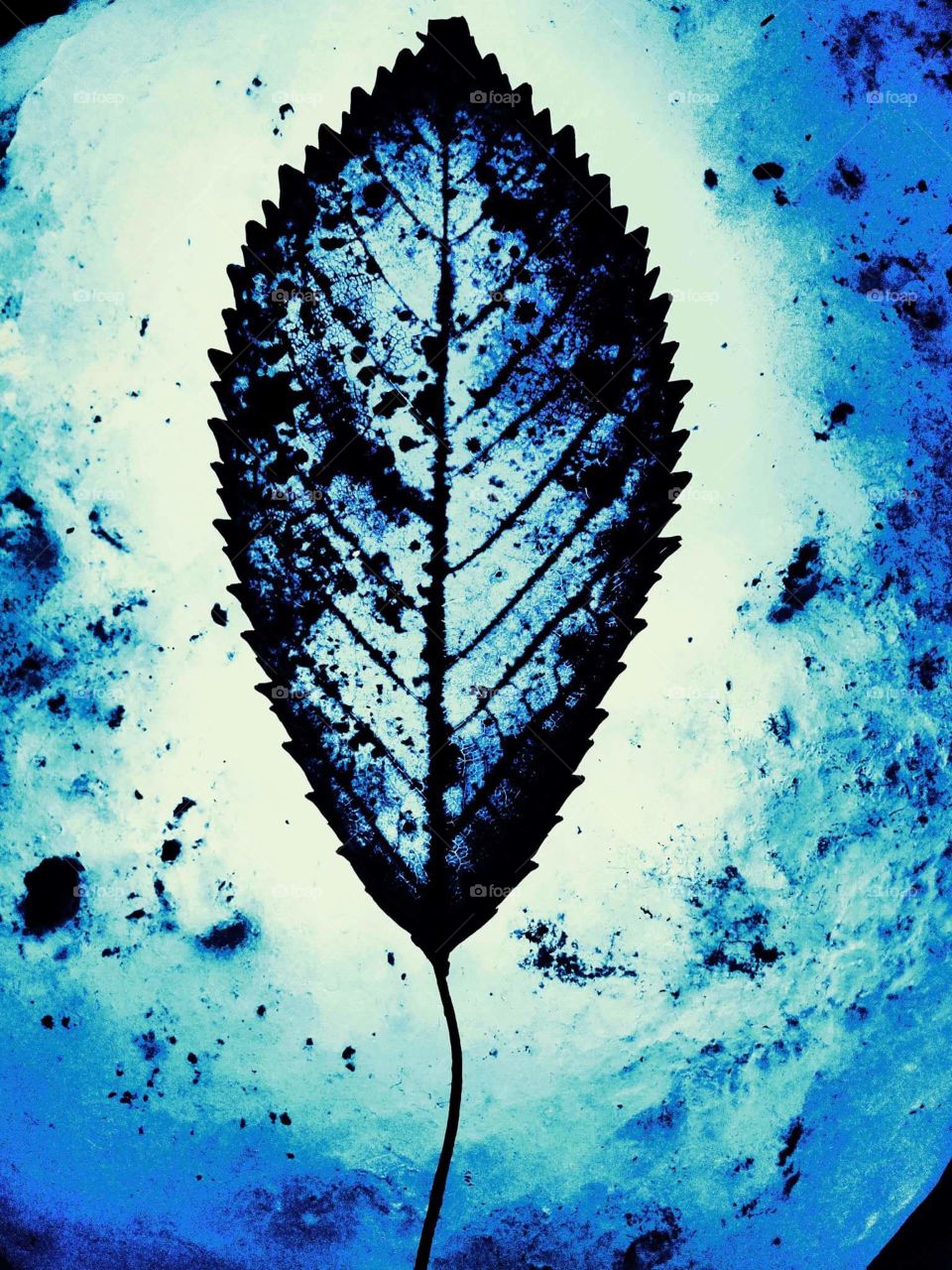Blue Leaf