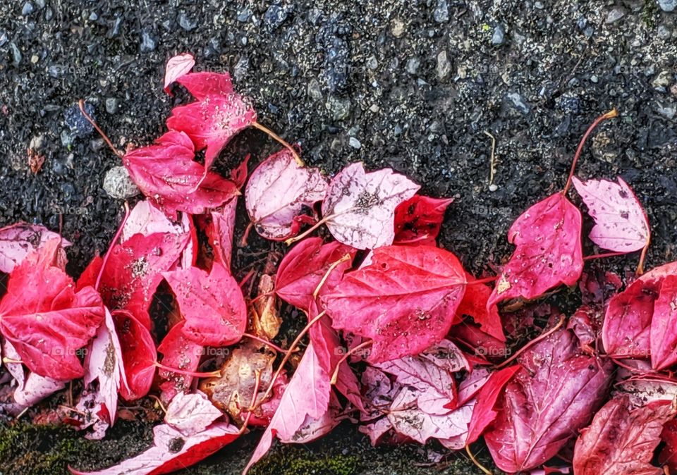 Colorful falling leaves piled up on the street.
