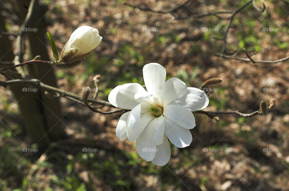 Nature, Flower, Flora, No Person, Garden