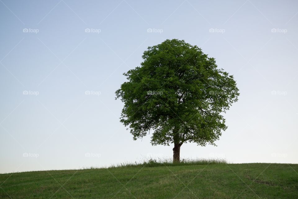 Abandoned Walnut tree on meadow. Slovakia