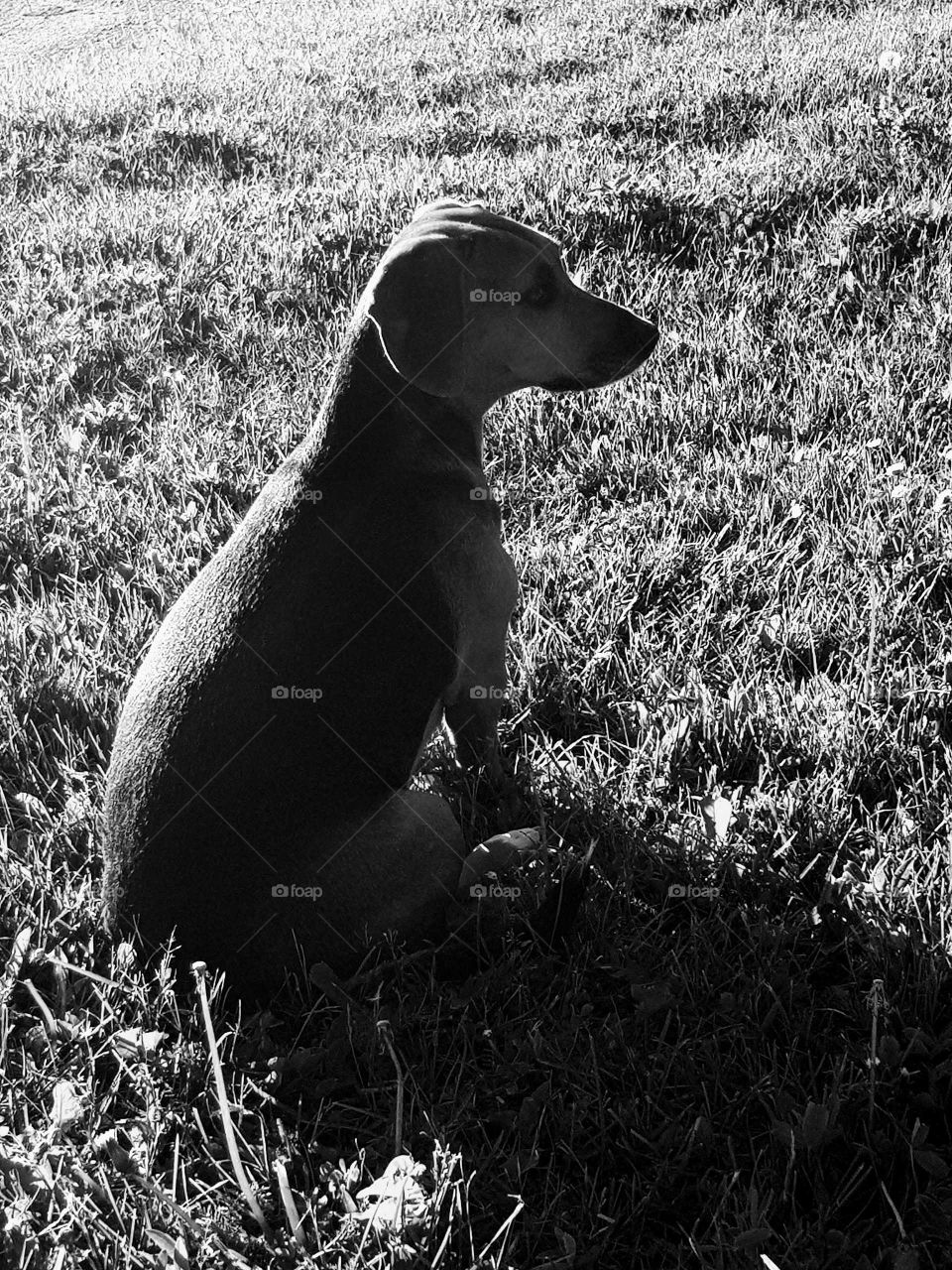 dog in black and White