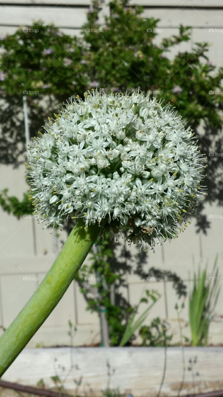 onionflower