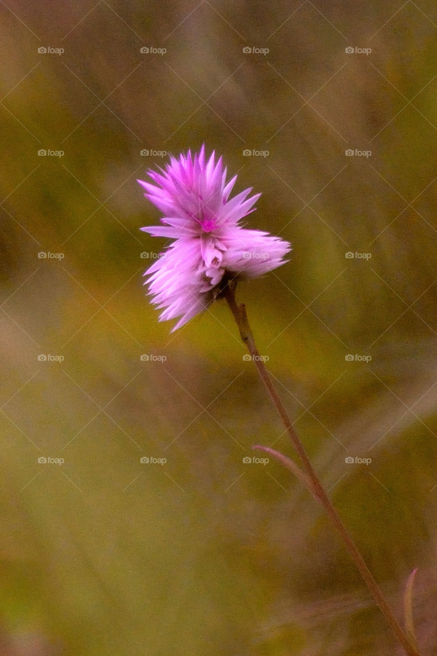 Purple Flowers