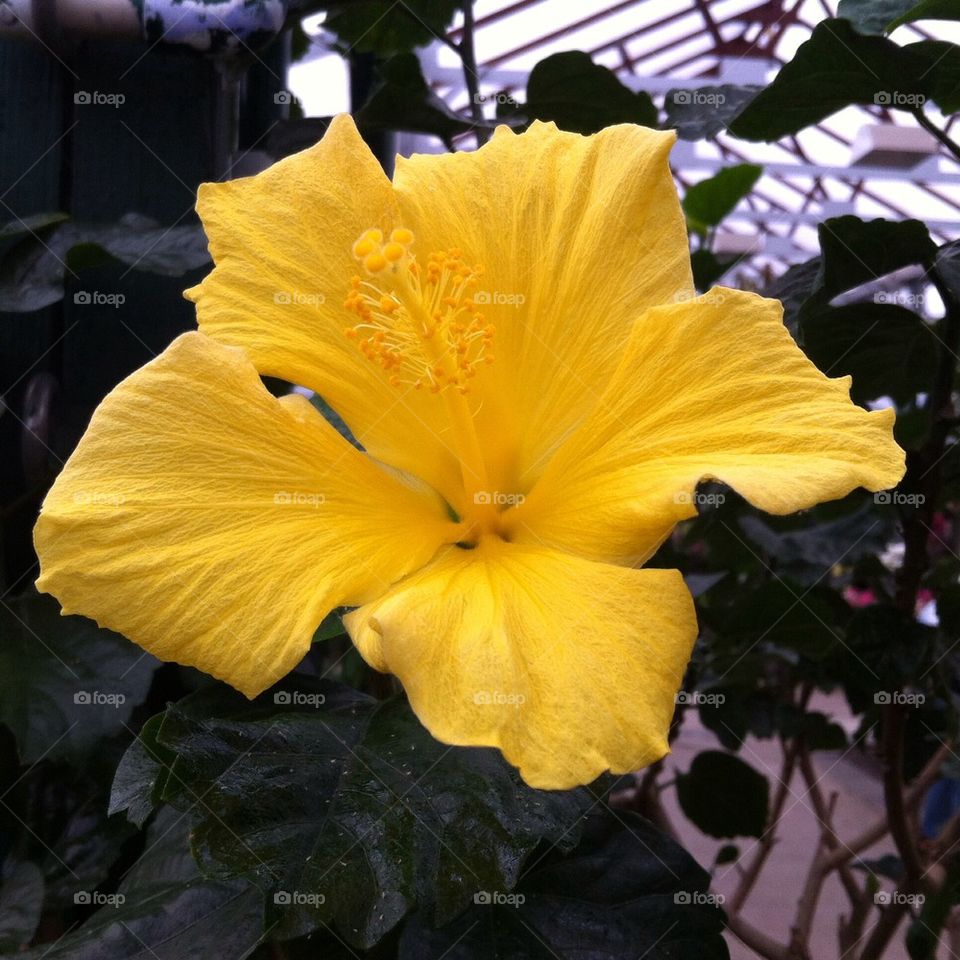 Hibiscus 