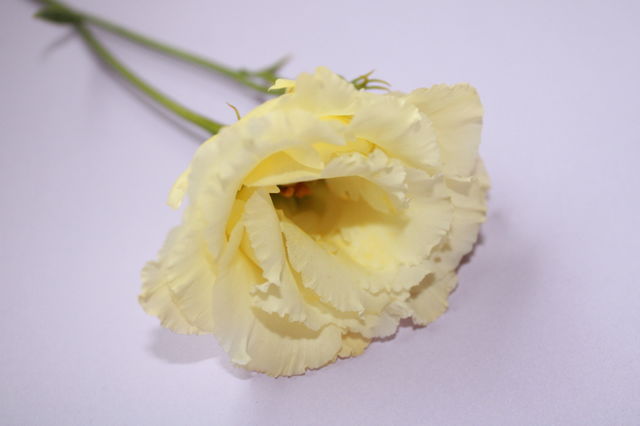 💐💐💐
