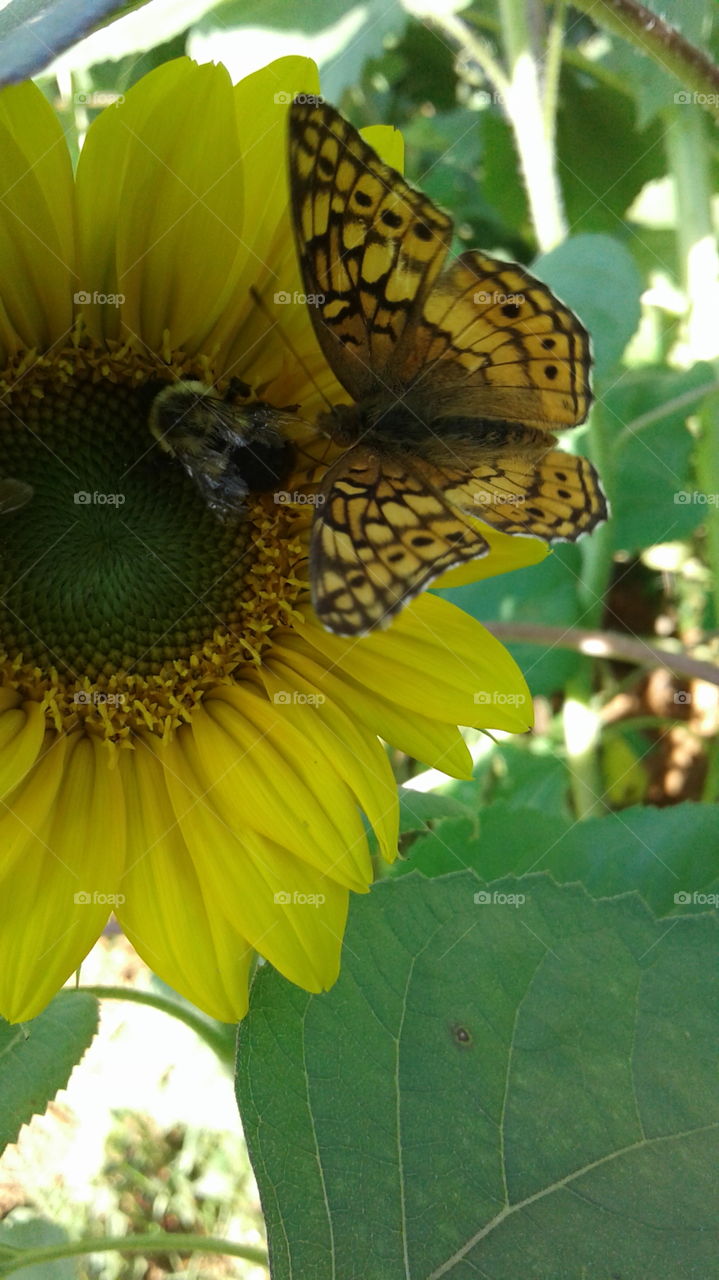 beautiful sunflower and butterfly