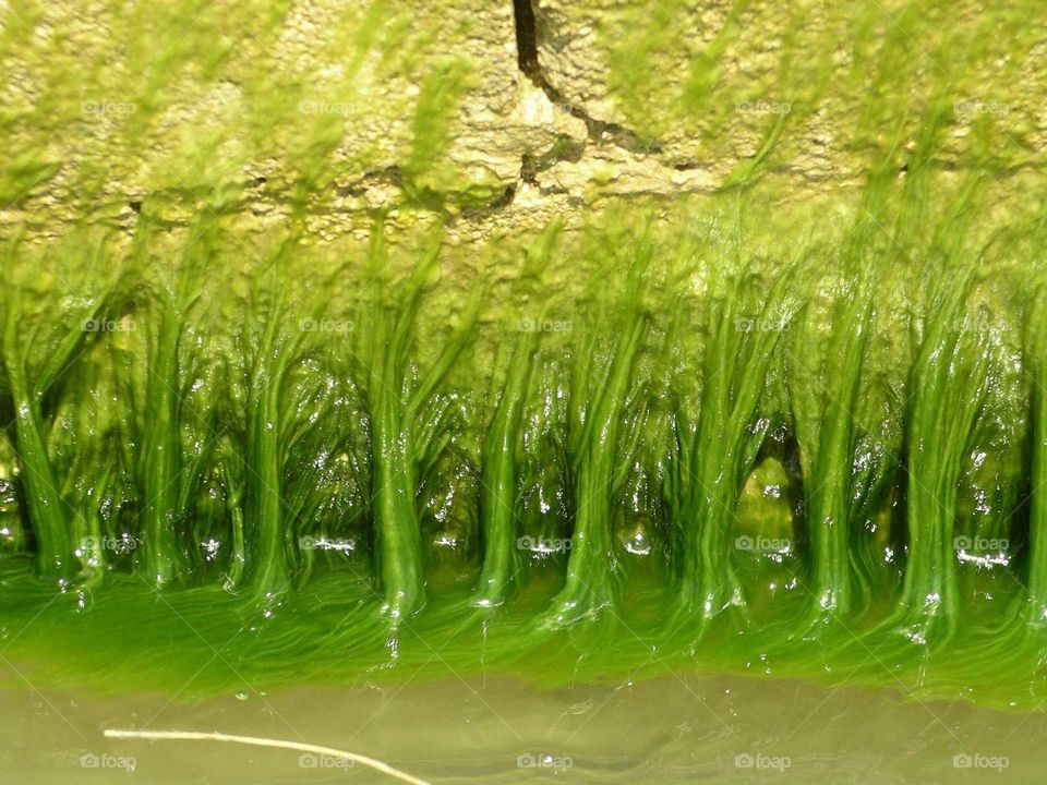 algae