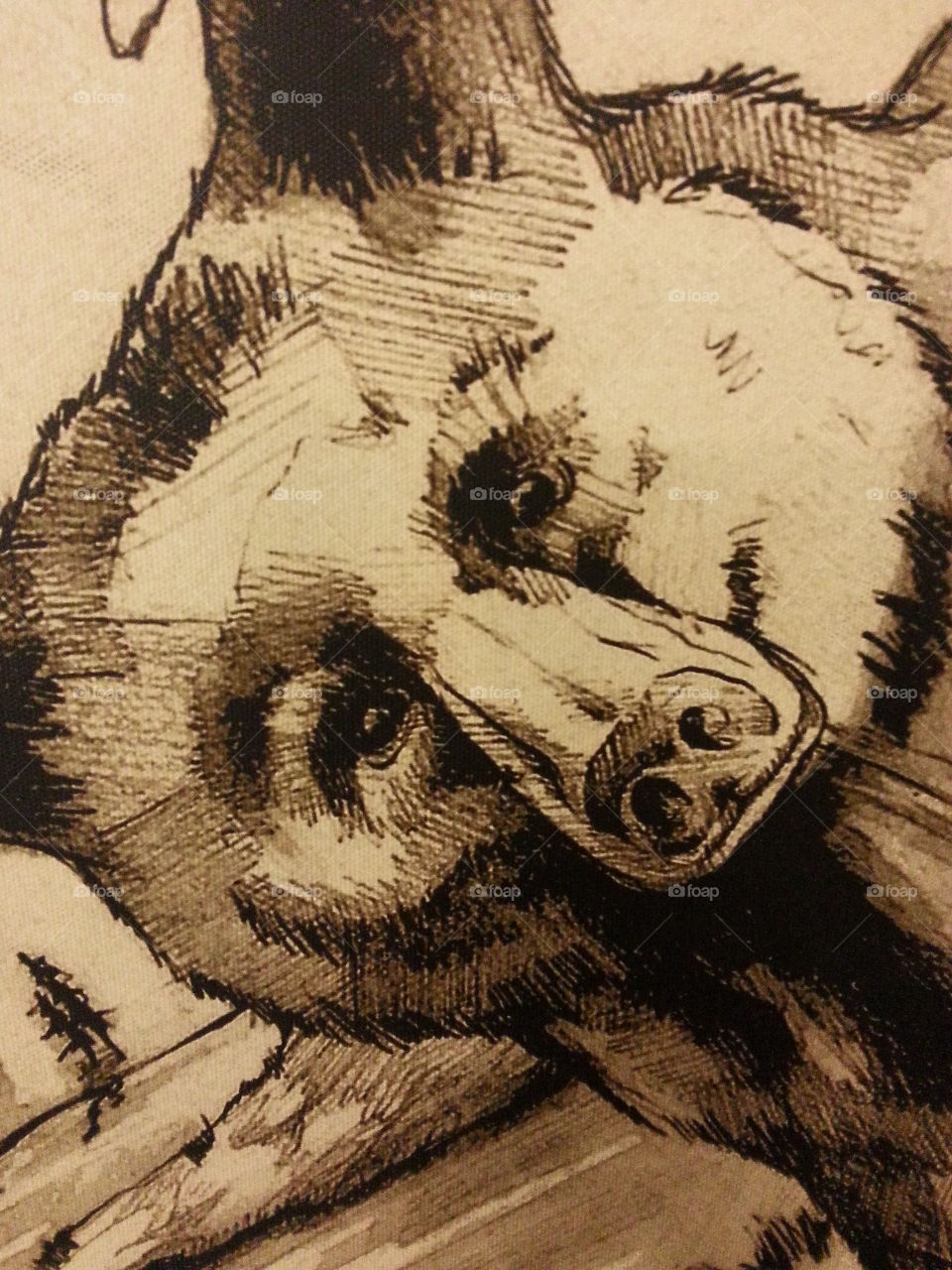 bear. drawing