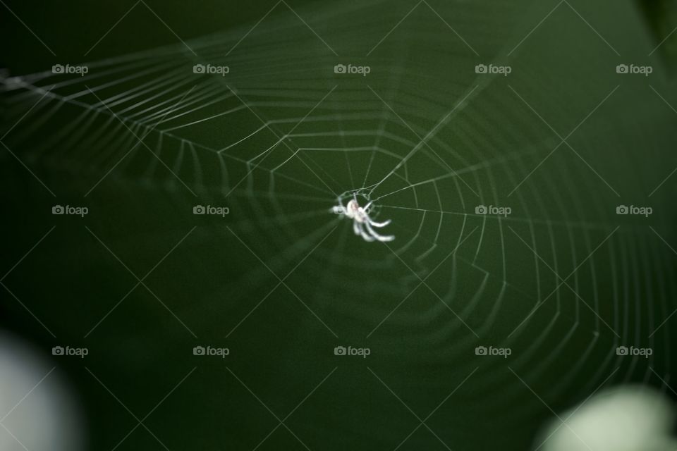 Great shot of spider 