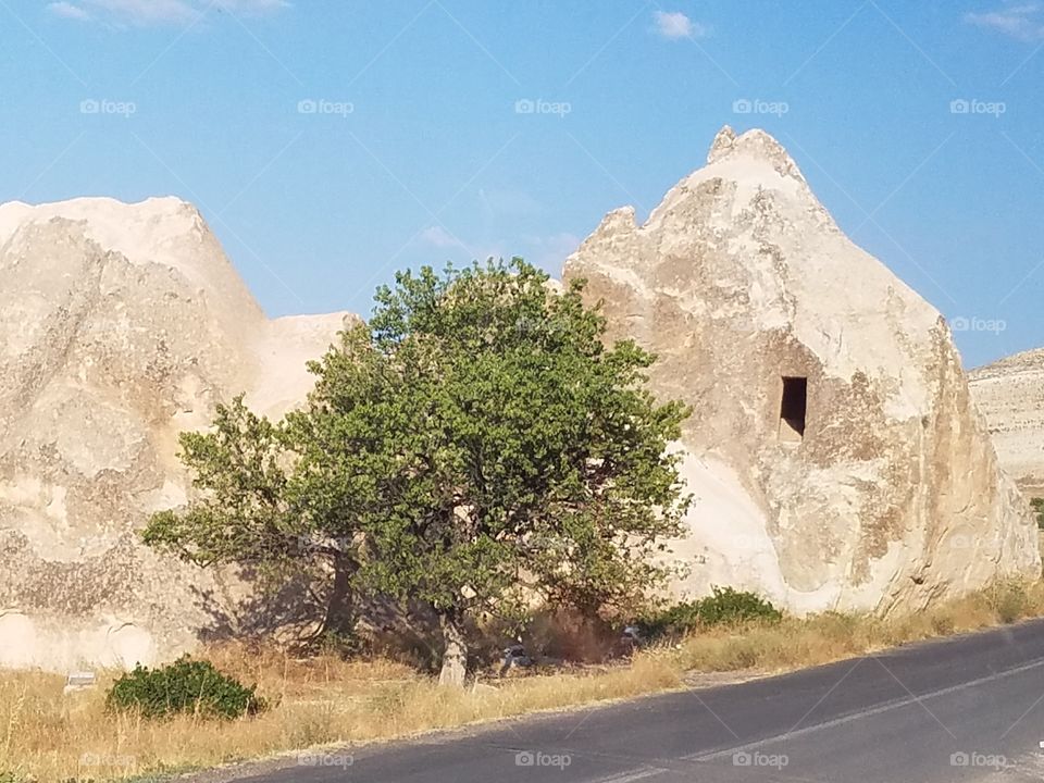 lone tree upfront a cave home in Cappadocia Turkey