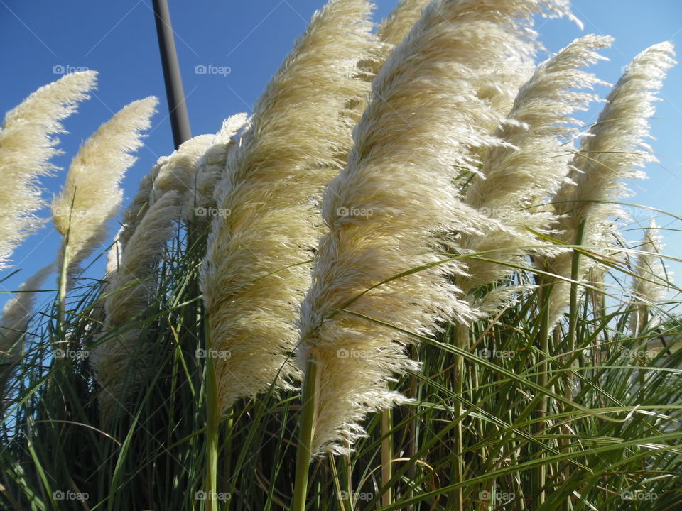 organic feather duster. This is a labor day picture I took of a Texas feather duster. 👣 🚶 🏃 🔥 💨