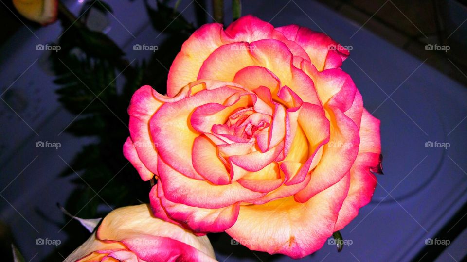 Beautiful Bright Rose