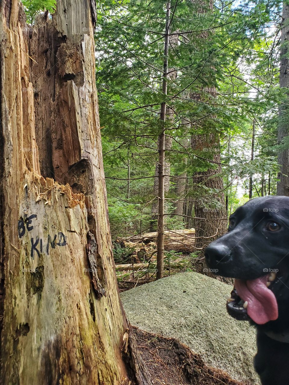 Forest dog