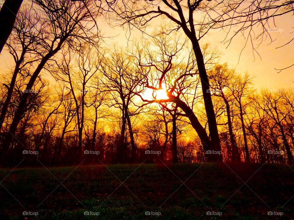 Spring sunset in the woods