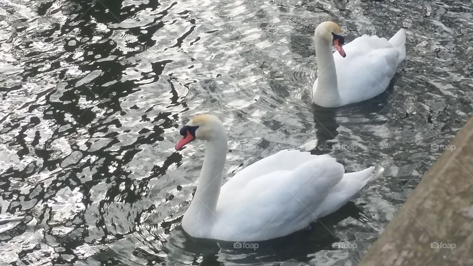Two beautiful white swans