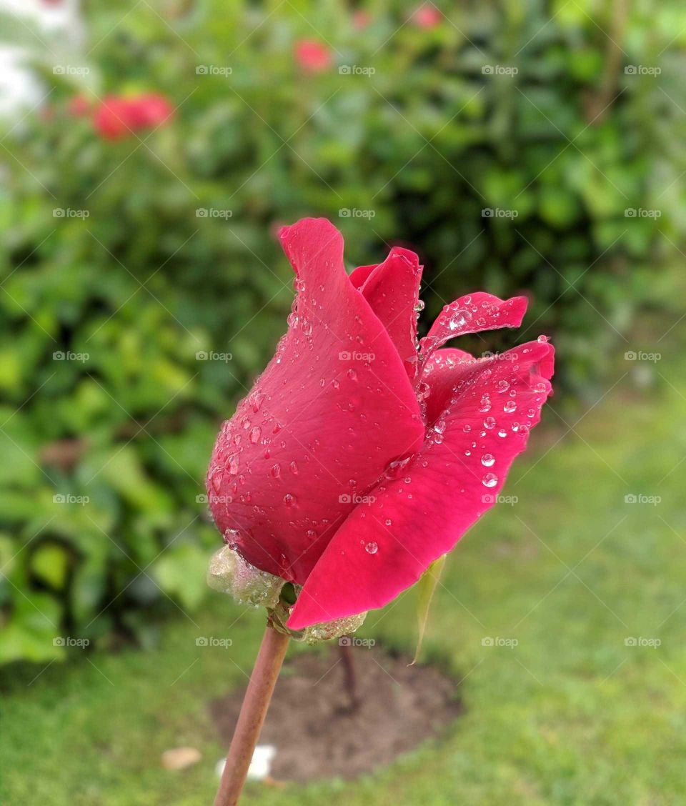 red rose garden