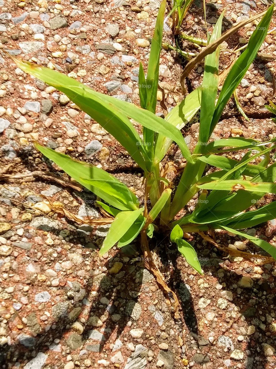 grass growing on cobblestones