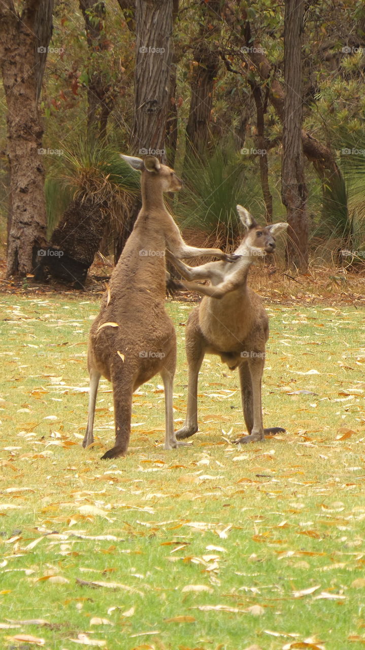 kangaroos, Australia