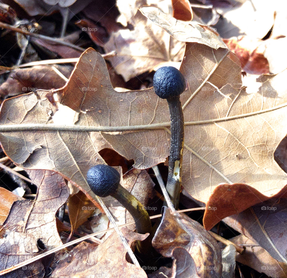 Macro view of tiny black fungi amid fallen leaves 