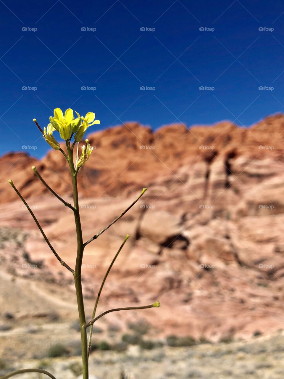 Desert wild flower