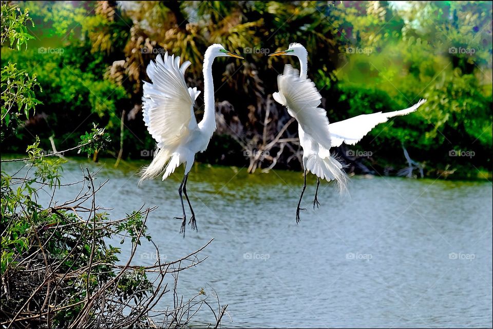 Great White Egrets doing a beautiful mating dance together over the wetlands.