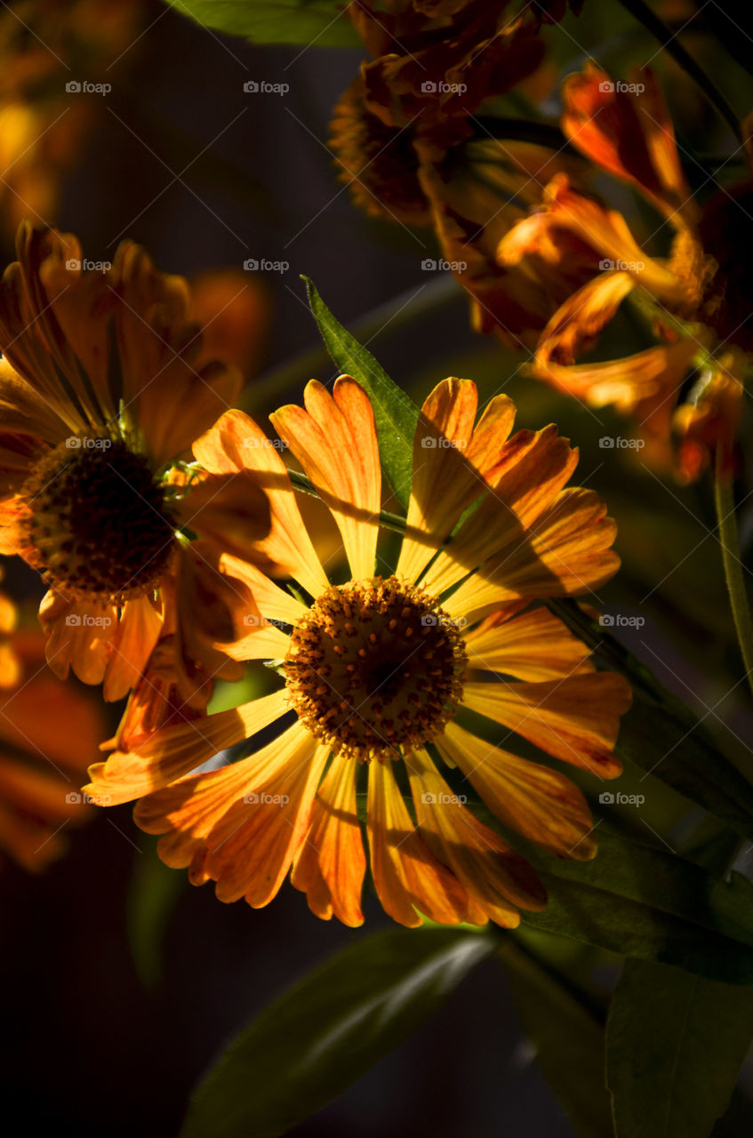 Orange flower head close up.