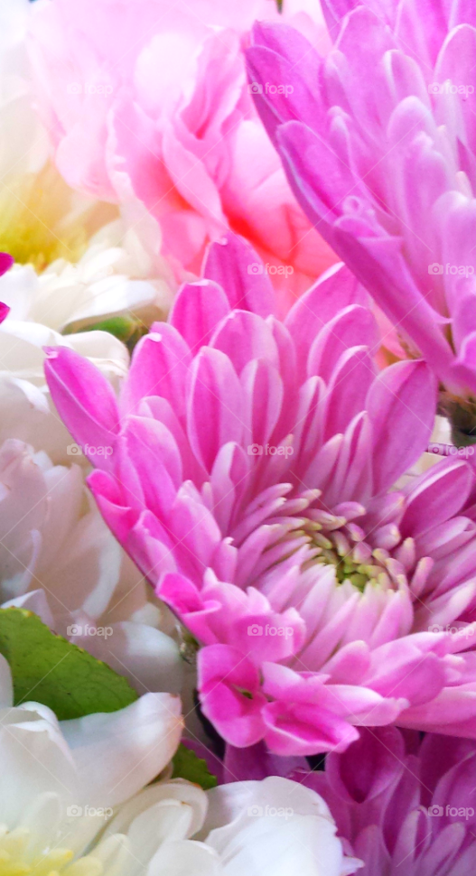 Pink & White Flowers