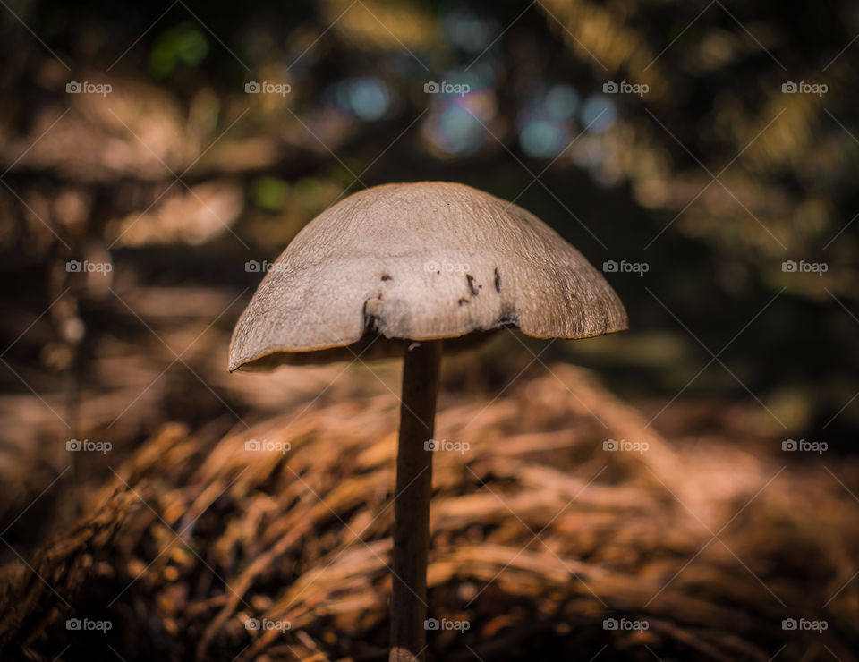 It is not an umbrella but a mushroom