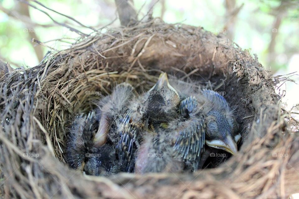 Sleepy baby birds.