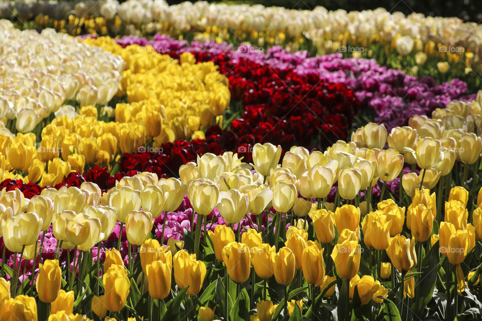 Vibrant tulips in the Netherlands