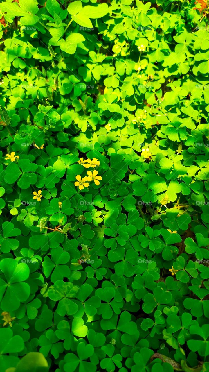 Common yellow wood sorrel (Oxalidacea) known as wild plant can live under the tree or shady area.