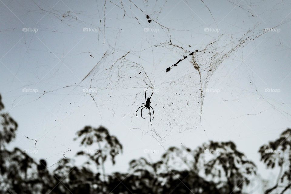 Spider on the web.
