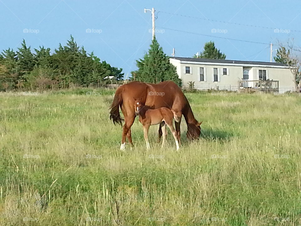 Family Grazing 1. A colt and his mother graze in a pasture in Dodge City,  Kansas. 