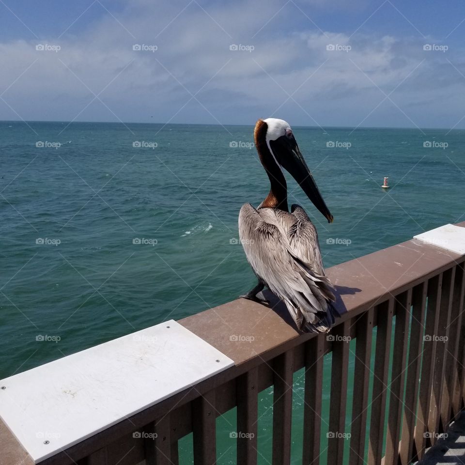 bird on the pier