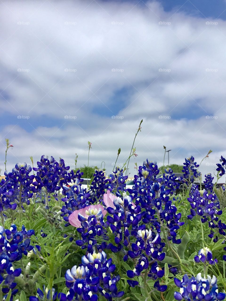 Field of flowers