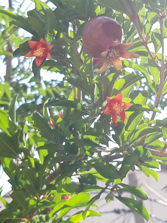 garden