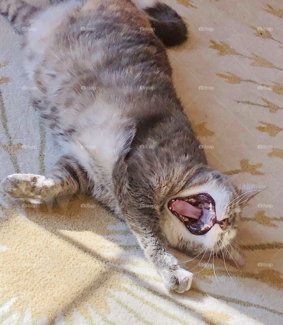 A beautiful picture of a cat named Sandy yawning in her home relaxing on a day of quarantine. 