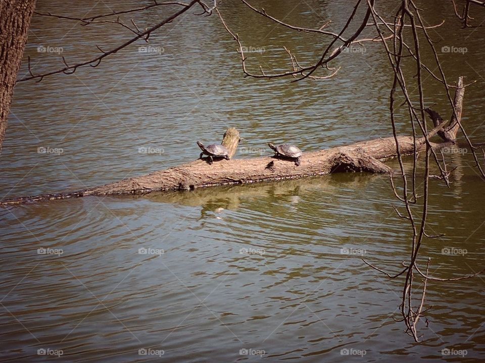 turtles on a log