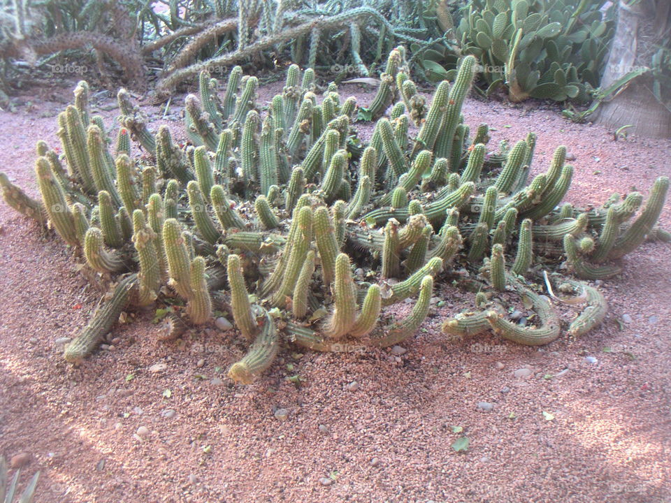 cactus in Marrakech