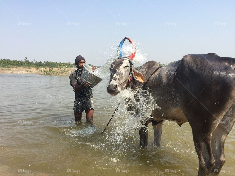 Washing cow in my village
